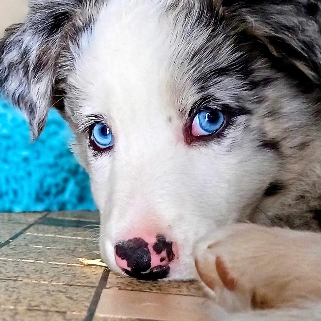 Manoa a rejoint le concours — aidez-le/la à gagner de superbes lots ! puppy, dog, close_up, blue_eyes, tile_floor, lying_down, pet, cute, young, fur, nose, paw, indoor, animal, portrait, adorable, resting, canine, soft_light, background