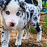 Manoa participe au concours pour gagner de l'argent avec cette photo : puppy, dog, blue_eyes, outdoor, fur, cute, animal, young, pet, nature, grass, dirt, curious, exploring, white, black_spots, nose, tail, ears, walking