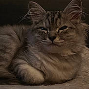 Kumo participe au concours pour gagner de l'argent avec cette photo : cat, fluffy, relaxed, indoor, pet, fur, whiskers, animal, mammal, sleepy, cute, resting, closeup, soft, ears, paw, tabby, home, cozy, portrait