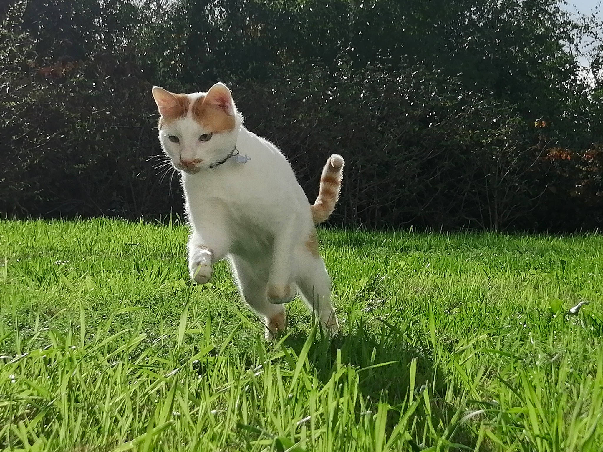 Tristepin participe au concours pour gagner de l'argent avec cette photo : canidae, carnivore, cat, companion_dog, dog_breed, domestic_short_haired_cat, fawn, felidae, grass, mammal, plant, small_to_medium_sized_cats, tail, vertebrate, whiskers