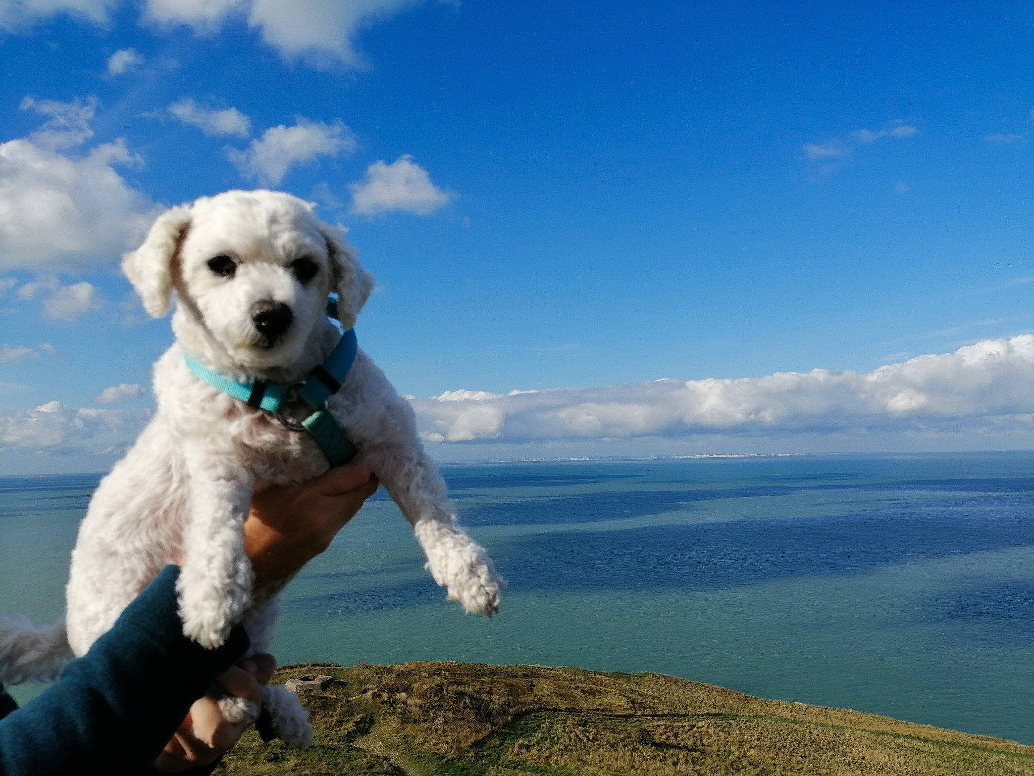 Fidji participe au concours pour gagner de l'argent avec cette photo : adventure, canidae, carnivore, cloud, companion_dog, dog, dog_breed, goldendoodle, labradoodle, mammal, mountain, non_sporting_group, poodle, poodle_crossbreed, puppy, sky, spanish_water_dog, sporting_group, toy_poodle