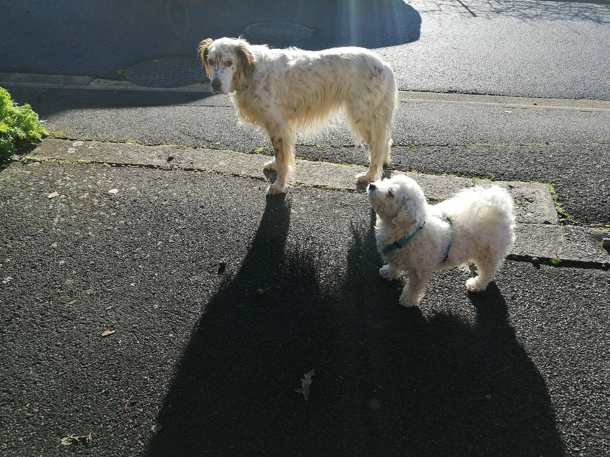 Fidji a rejoint le concours — aidez-le/la à gagner de superbes lots ! canidae, carnivore, dog, dog_breed, goats, great_pyrenees, kuvasz, livestock_guardian_dog, mammal, maremma_sheepdog, polish_tatra_sheepdog, slovak_cuvac, sporting_group, vertebrate