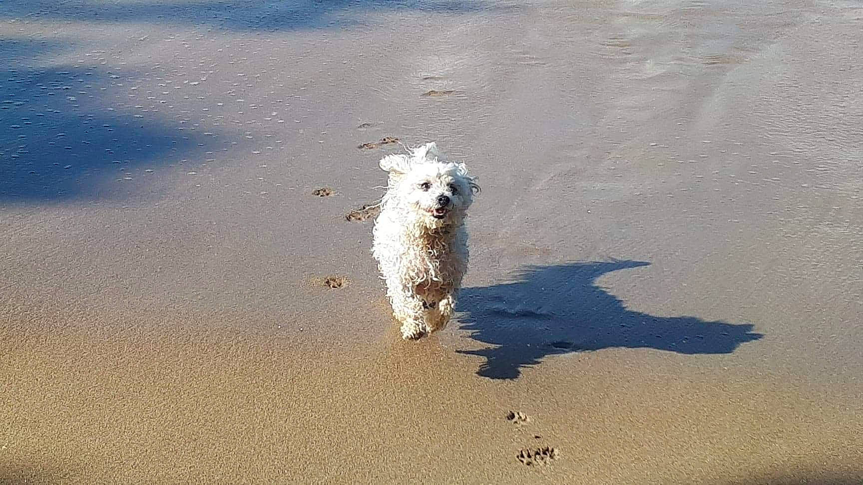 Fidji participe au concours pour gagner de l'argent avec cette photo : canidae, carnivore, cockapoo, dog, dog_breed, glen_of_imaal_terrier, havanese, irish_soft_coated_wheaten_terrier, maltese, sealyham_terrier, sporting_group, sporting_lucas_terrier, terrier, water, west_highland_white_terrier, wire_hair_fox_terrier