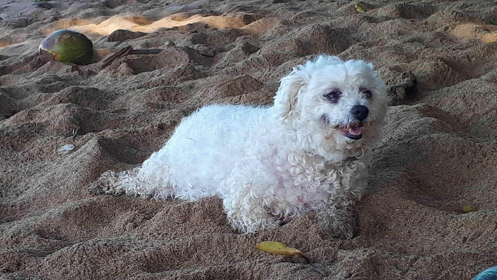 Fidji participe au concours pour gagner de l'argent avec cette photo : bichon_frise, bolognese, canidae, carnivore, cockapoo, companion_dog, dog, dog_breed, havanese, lagotto_romagnolo, maltepoo, mammal, miniature_poodle, non_sporting_group, poodle, poodle_crossbreed, spanish_water_dog, toy_dog, toy_poodle, vertebrate