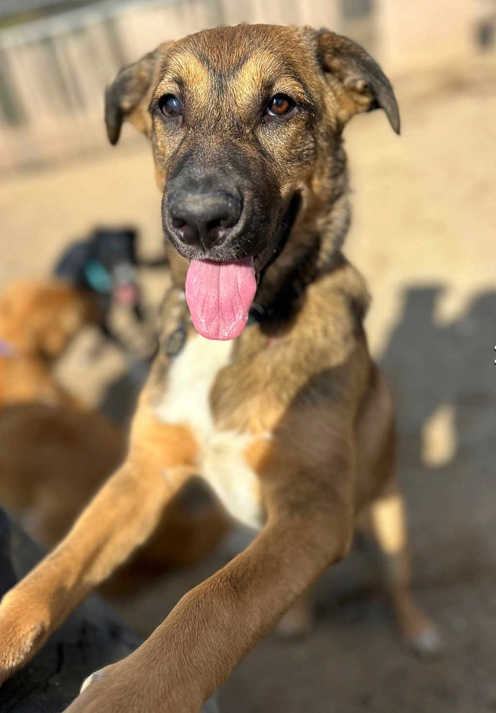 Banks joined the competition — help win amazing prizes! dog, tongue_out, outdoor, happy, pet, animal, brown_fur, close_up, playful, canine, face, ears, nose, blurred_background, daylight, four_legs, friendly, muzzle, paw, companion
