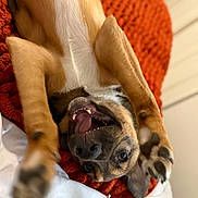 Banks joined the competition — help win amazing prizes! dog, pet, animal, playful, lying_down, paws, mouth_open, teeth, blanket, orange, white_sheet, indoor, cozy, fur, close_up, cute, happy, resting, canine, smiling