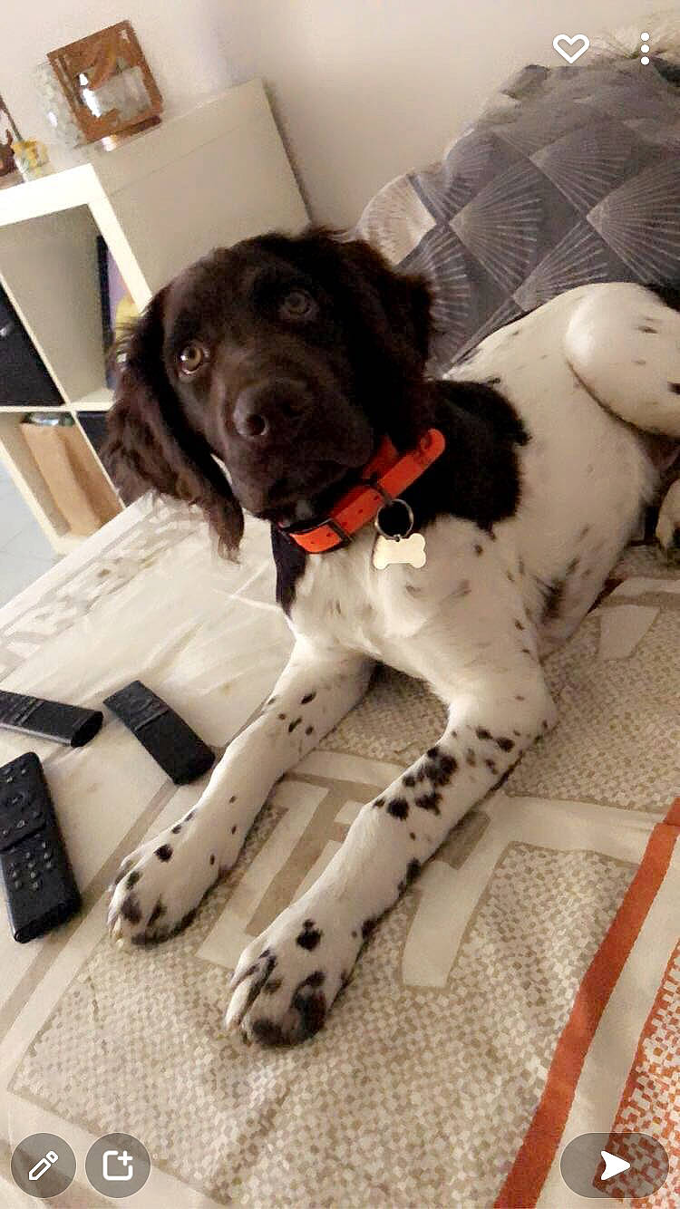 Sniper a rejoint le concours — aidez-le/la à gagner de superbes lots ! canidae, carmine, carnivore, collar, companion_dog, dog, dog_breed, dog_collar, fawn, flooring, fur, liver, pattern, pointing_breed, snout, spaniel, sporting_group, tail, working_animal, working_dog