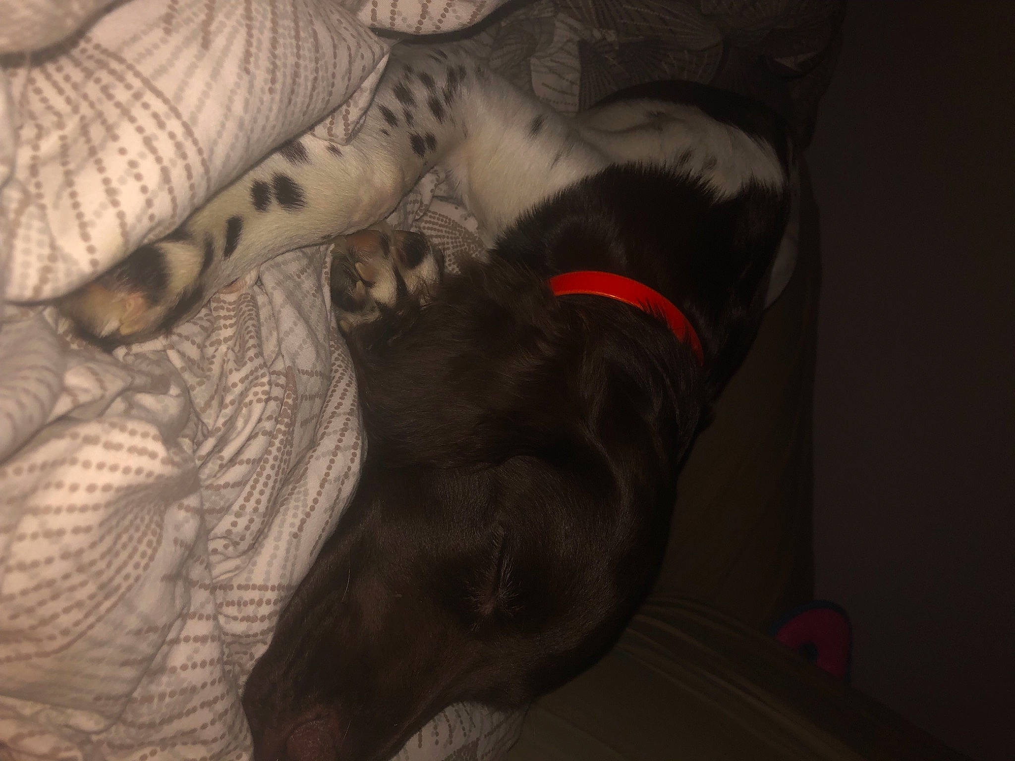 Sniper a rejoint le concours — aidez-le/la à gagner de superbes lots ! canidae, carnivore, cloud, comfort, companion_dog, darkness, dog, dog_breed, fawn, flesh, fur, gesture, grey, human_leg, linens, paw, sporting_group, tail, tints_and_shades, whiskers