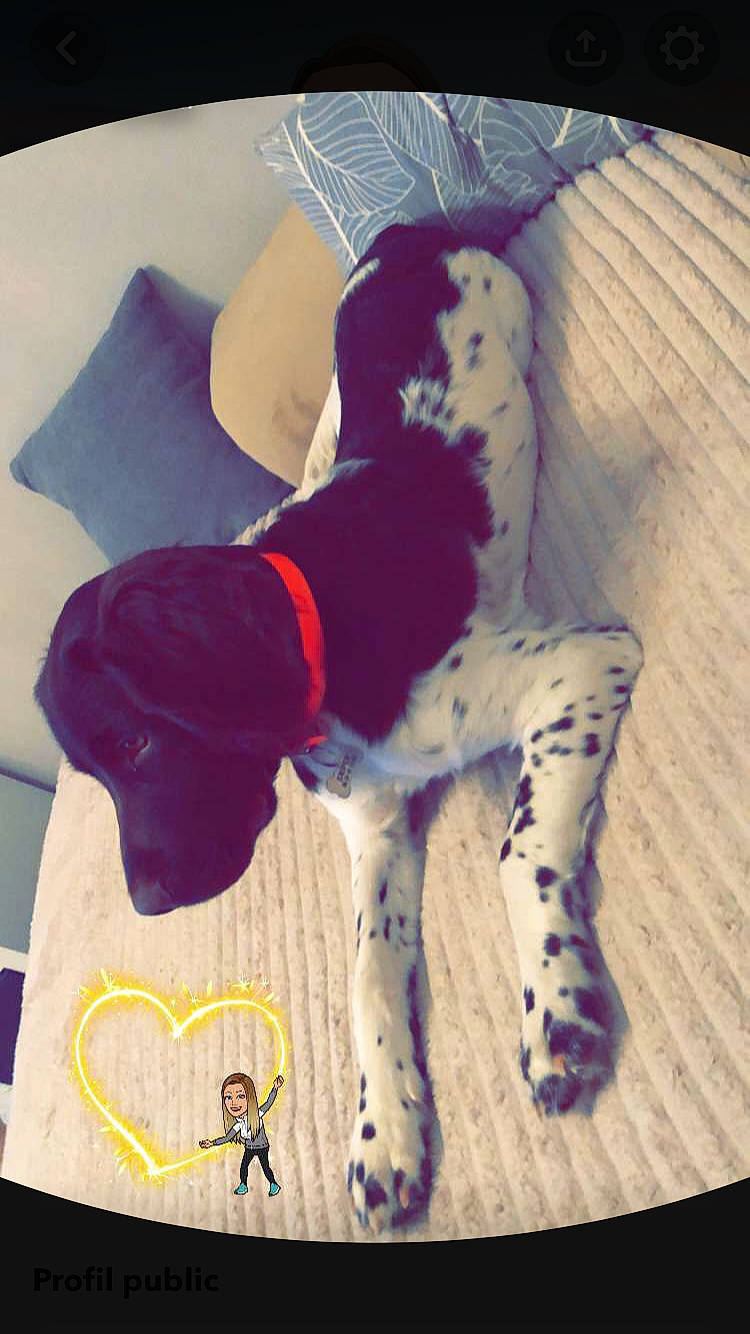 Sniper a rejoint le concours — aidez-le/la à gagner de superbes lots ! art, canidae, carnivore, companion_dog, dalmatian, dog, dog_breed, dog_clothes, dog_collar, dog_supply, dog_toy, fawn, fur, linens, pattern, snout, sporting_group, stuffed_toy, tail, working_animal