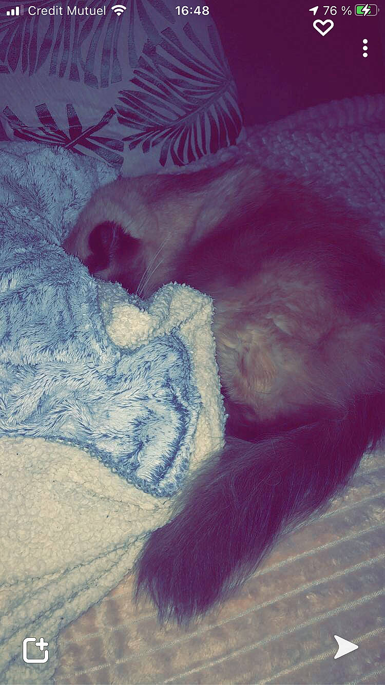 Tipex a rejoint le concours — aidez-le/la à gagner de superbes lots ! carnivore, comfort, companion_dog, dog_breed, electric_blue, fawn, feather, felidae, fur, human_leg, linens, magenta, nap, paw, small_to_medium_sized_cats, snout, sporting_group, tail, tints_and_shades, whiskers