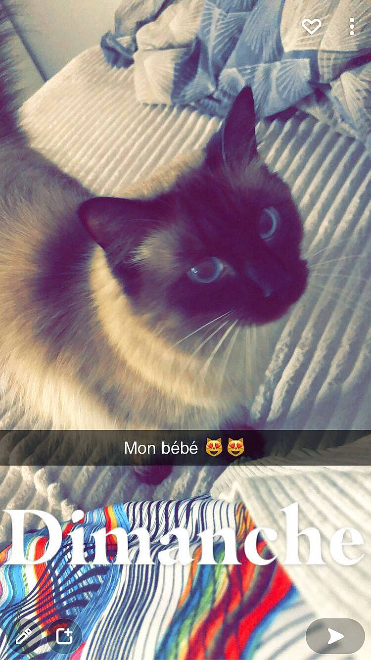 Tipex participe au concours pour gagner de l'argent avec cette photo : carnivore, cat, comfort, domestic_short_haired_cat, electric_blue, felidae, font, fur, iris, line, paw, photo_caption, publication, rectangle, sky, small_to_medium_sized_cats, snout, square, textile, whiskers