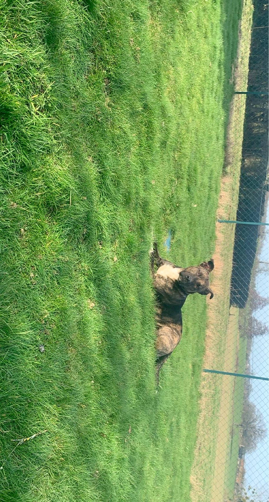 Niska a rejoint le concours — aidez-le/la à gagner de superbes lots ! canidae, carnivore, dog, dog_breed, fawn, field, grass, grassland, groundcover, landscape, pasture, plant, shrub, sporting_group, tail, terrestrial_plant, tree, trunk, water, wood