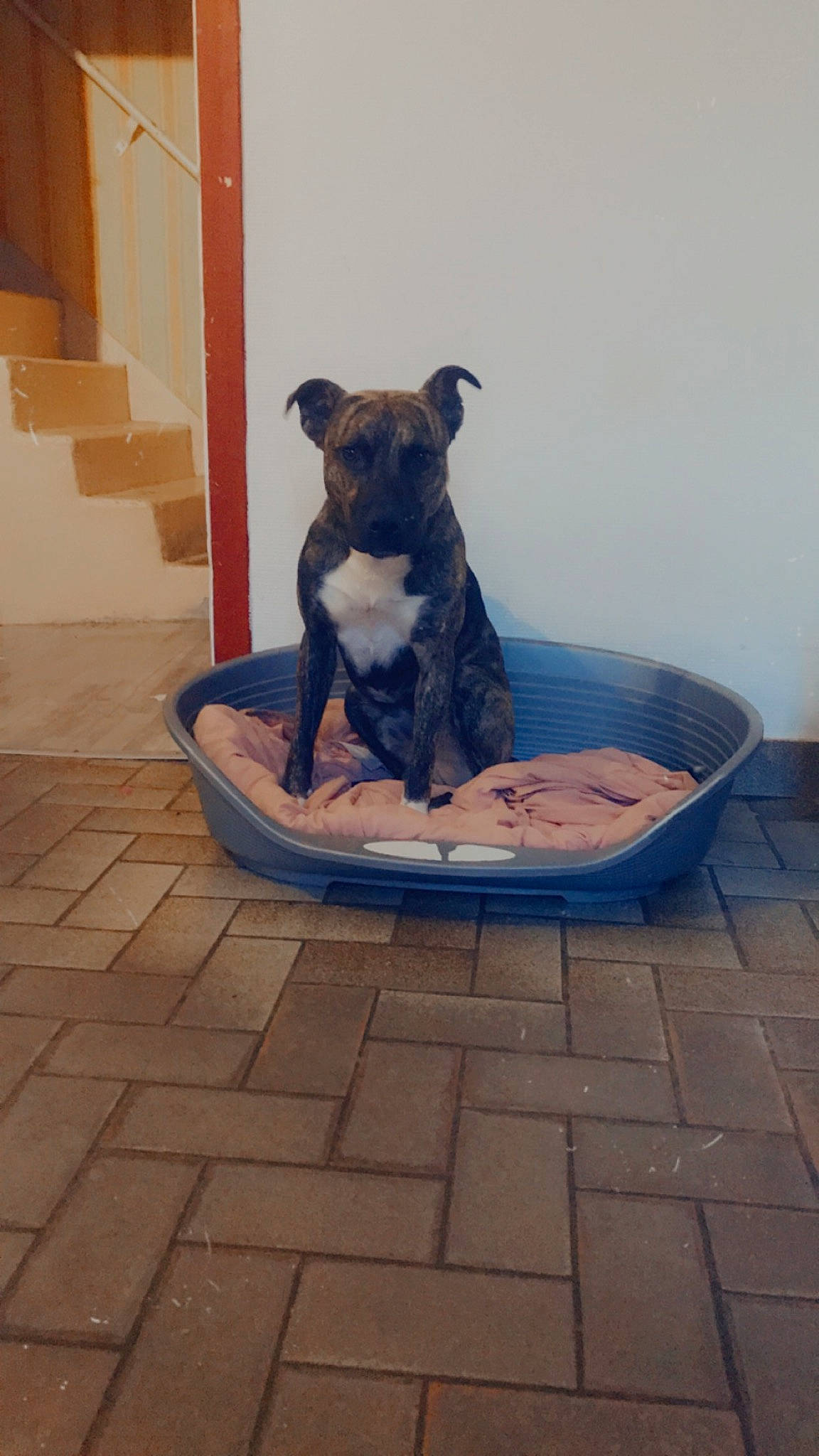 Niska a rejoint le concours — aidez-le/la à gagner de superbes lots ! canidae, carnivore, comfort, companion_dog, dog, dog_breed, dog_supply, fawn, floor, flooring, outdoor_furniture, pet_supply, road_surface, snout, sporting_group, tail, toy_dog, water, wood, working_animal