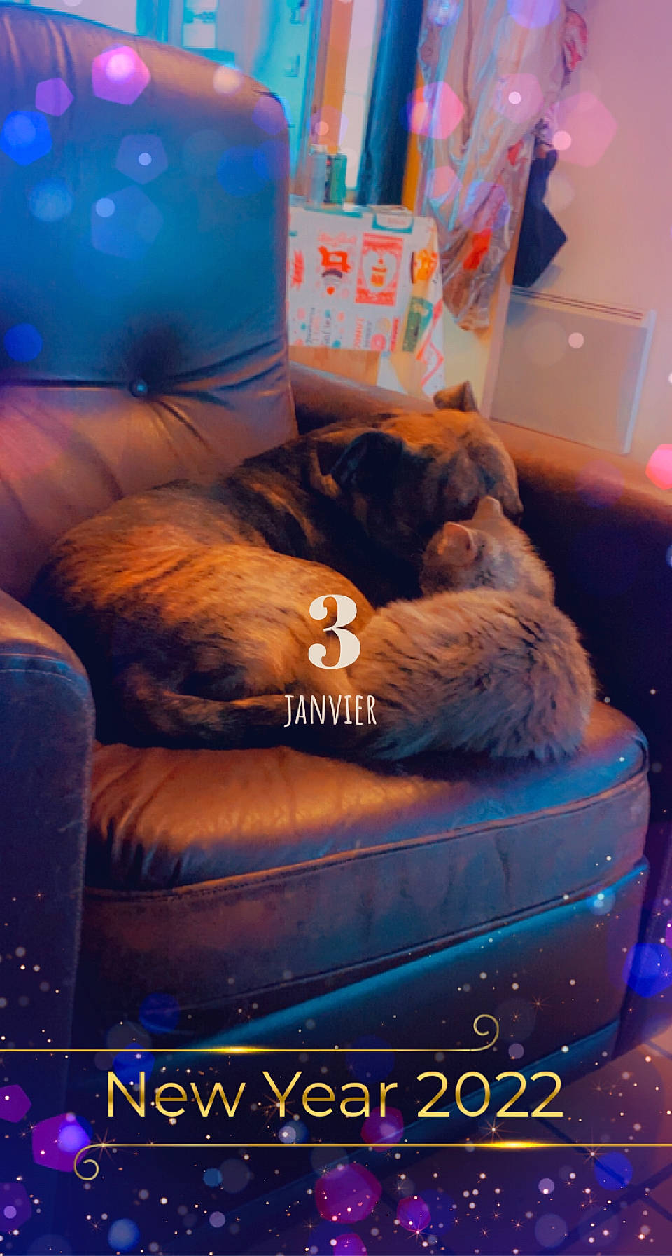 Niska a rejoint le concours — aidez-le/la à gagner de superbes lots ! bag, bedding, bedroom, carnivore, comfort, companion_dog, electric_blue, event, felidae, font, fur, lighting, linens, luggage_and_bags, mammal, purple, room, small_to_medium_sized_cats, textile, whiskers