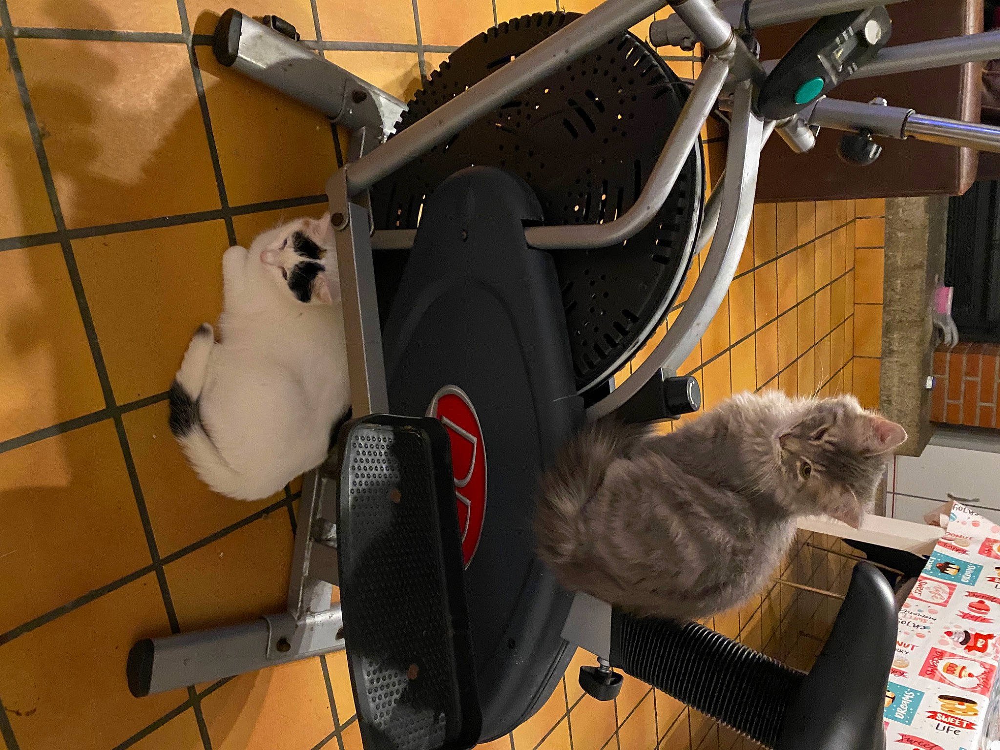 Bueno participe au concours pour gagner de l'argent avec cette photo : automotive_lighting, automotive_tire, bicycle_chain, bicycle_fork, bicycle_frame, bicycle_handlebar, bicycle_part, bicycle_saddle, bicycle_tire, bicycle_wheel, cat, crankset, fender, groupset, hub_gear, motor_vehicle, rim, tire, vehicle, wheel