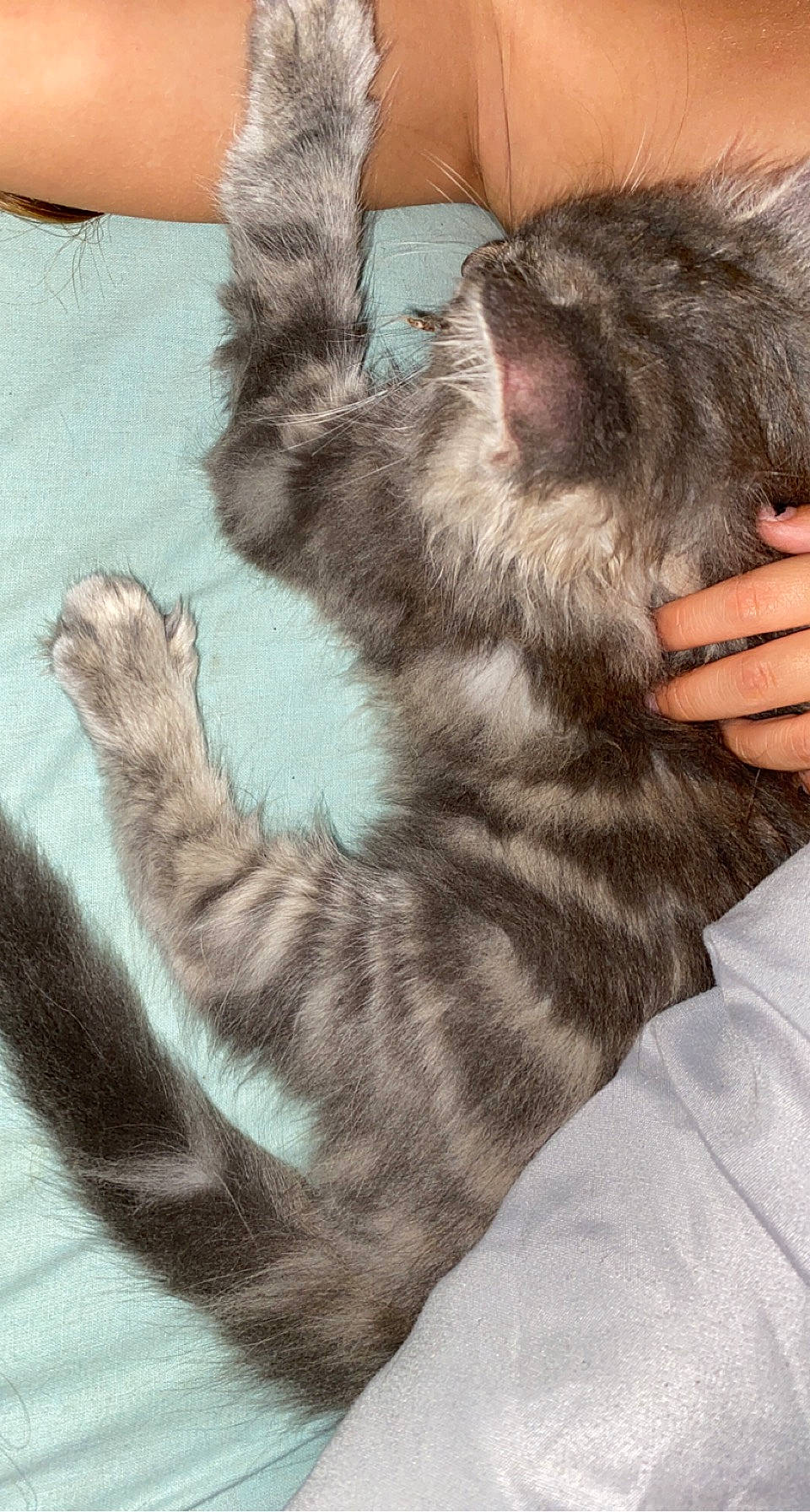 Bueno a rejoint le concours — aidez-le/la à gagner de superbes lots ! black_cat, carnivore, cat, claw, comfort, domestic_short_haired_cat, ear, felidae, finger, foot, fur, gesture, hand, human_leg, lap, paw, small_to_medium_sized_cats, snout, tail, whiskers