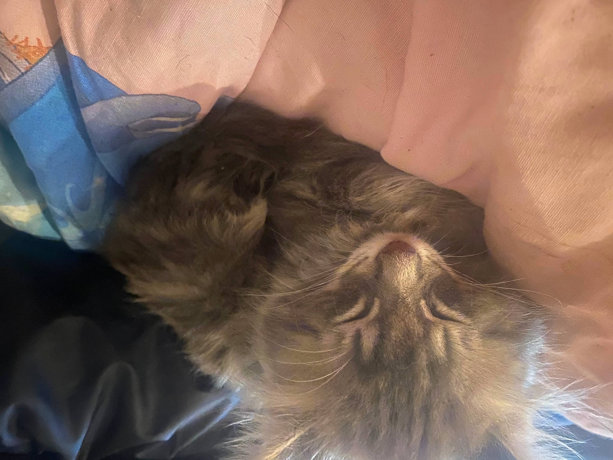 Bueno a rejoint le concours — aidez-le/la à gagner de superbes lots ! bed, brown_hair, canidae, carnivore, cat, comfort, companion_dog, dog_breed, fawn, felidae, grey, liver, long_hair, paw, small_to_medium_sized_cats, snout, sporting_group, tail, textile, whiskers