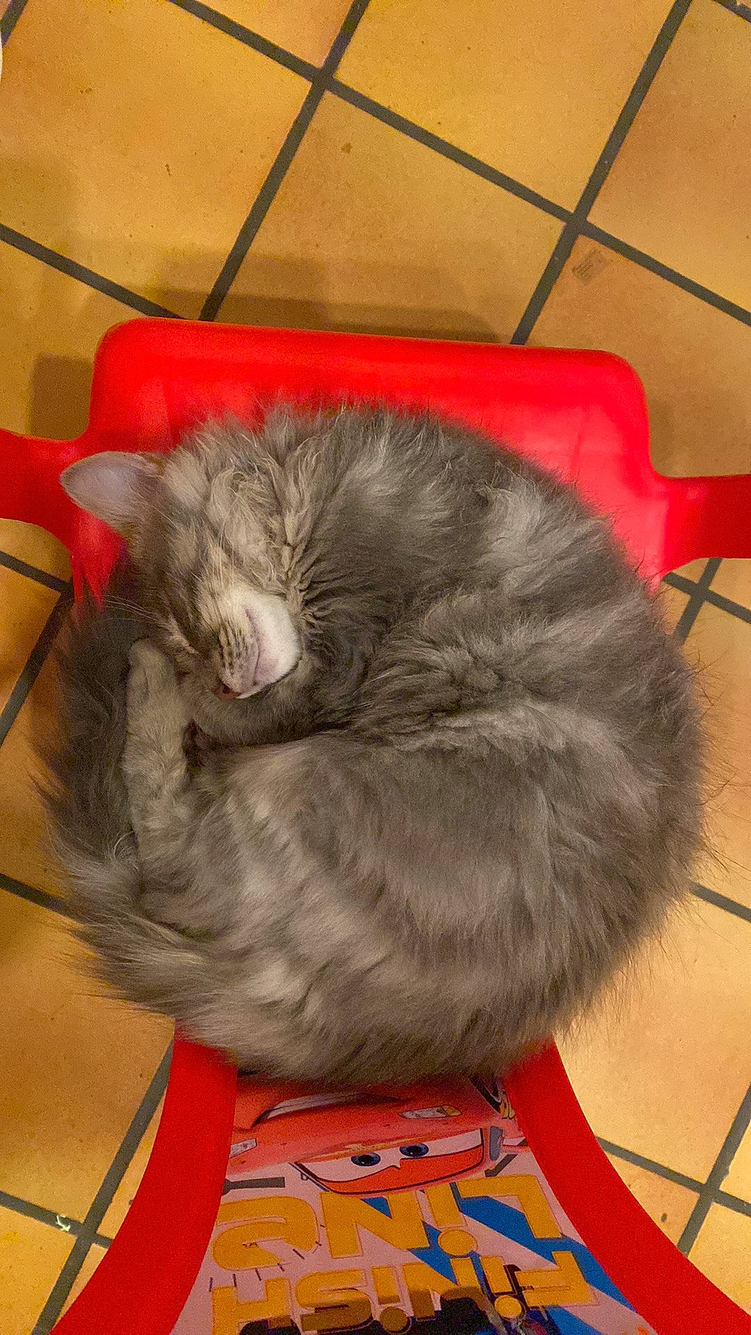 Bueno a rejoint le concours — aidez-le/la à gagner de superbes lots ! box, british_longhair, carnivore, cat, cat_toy, claw, comfort, domestic_short_haired_cat, fawn, felidae, flooring, fur, lap, nap, paw, small_to_medium_sized_cats, snout, tail, whiskers