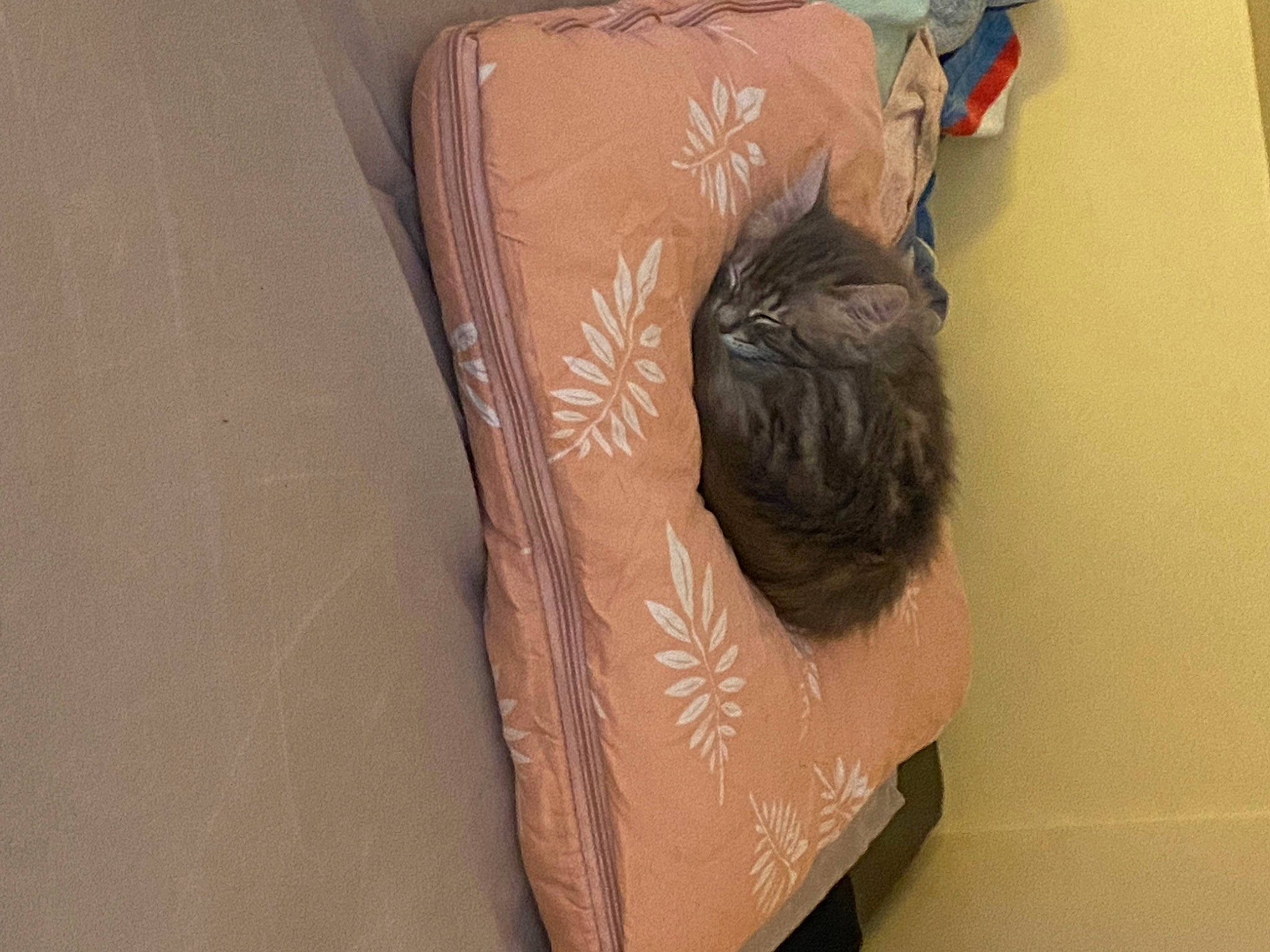 Bueno participe au concours pour gagner de l'argent avec cette photo : art, carmine, clay, comfort, creative_arts, flesh, flooring, fur, hardwood, human_leg, natural_material, paint, paper, paper_product, personal_protective_equipment, sleeve, thigh, visual_arts, wood, wrist