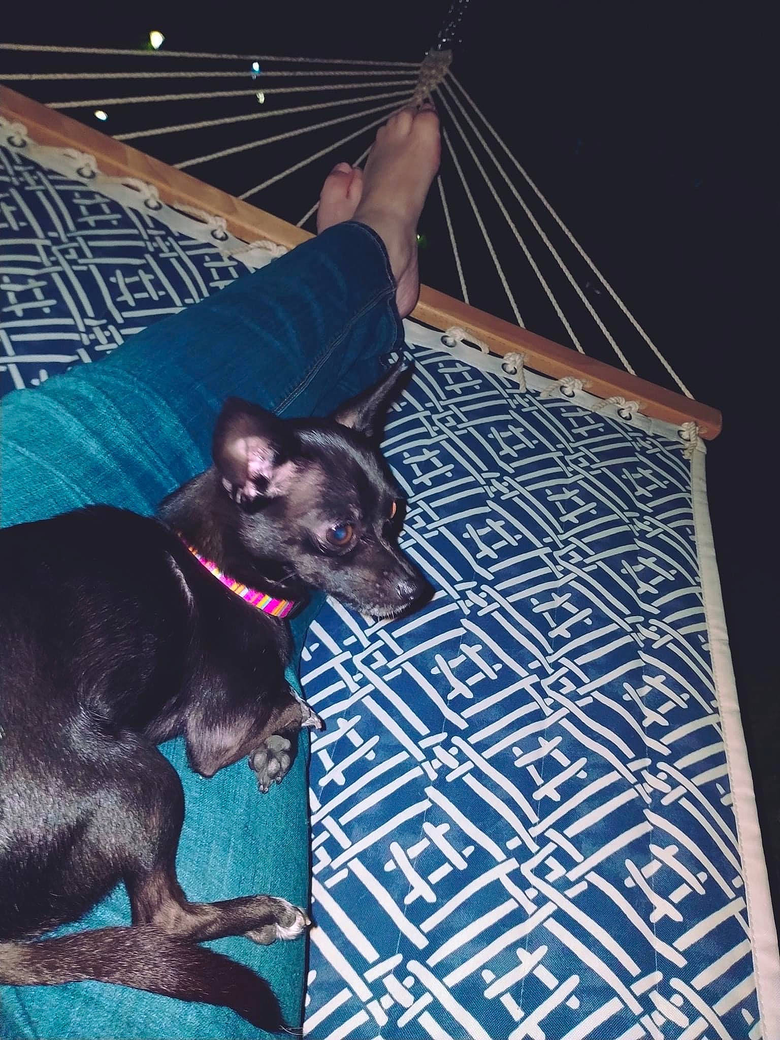 Cardi joined the competition — help win amazing prizes! canidae, carnivore, collar, comfort, companion_dog, dog, dog_breed, dog_supply, electric_blue, fawn, guard_dog, pattern, pet_supply, snout, sporting_group, tail, toy_dog, whiskers, working_animal, working_dog