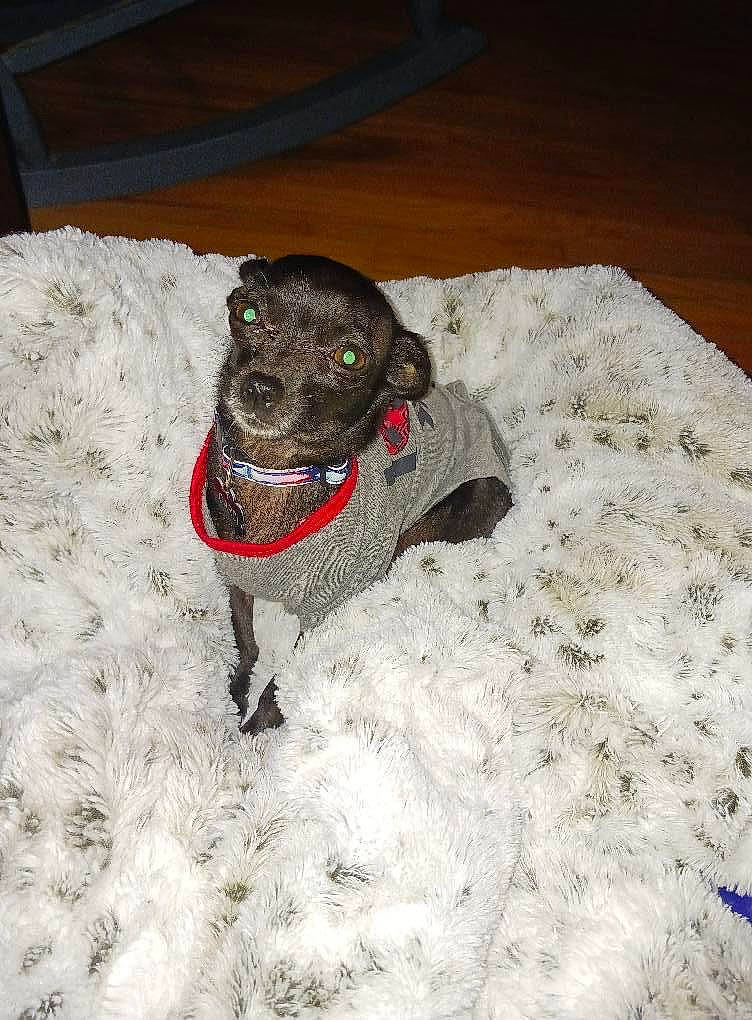 Cardi is registered to the contest to win money with this photo: canidae, carnivore, collar, companion_dog, dog, dog_breed, dog_clothes, dog_collar, dog_supply, fawn, grey, non_sporting_group, paw, pet_supply, puppy, snout, sporting_group, tail, toy_dog, working_animal