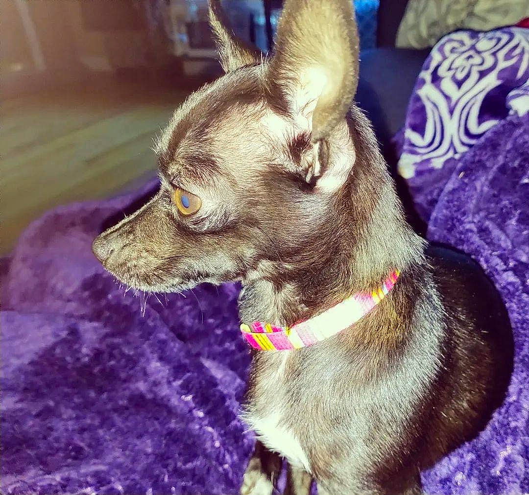 Cardi joined the competition — help win amazing prizes! carnivore, collar, companion_dog, dog, dog_breed, dog_collar, dog_supply, ear, eye, fashion_accessory, fawn, fur, head, leash, liver, party_hat, snout, toy_dog, whiskers, working_animal