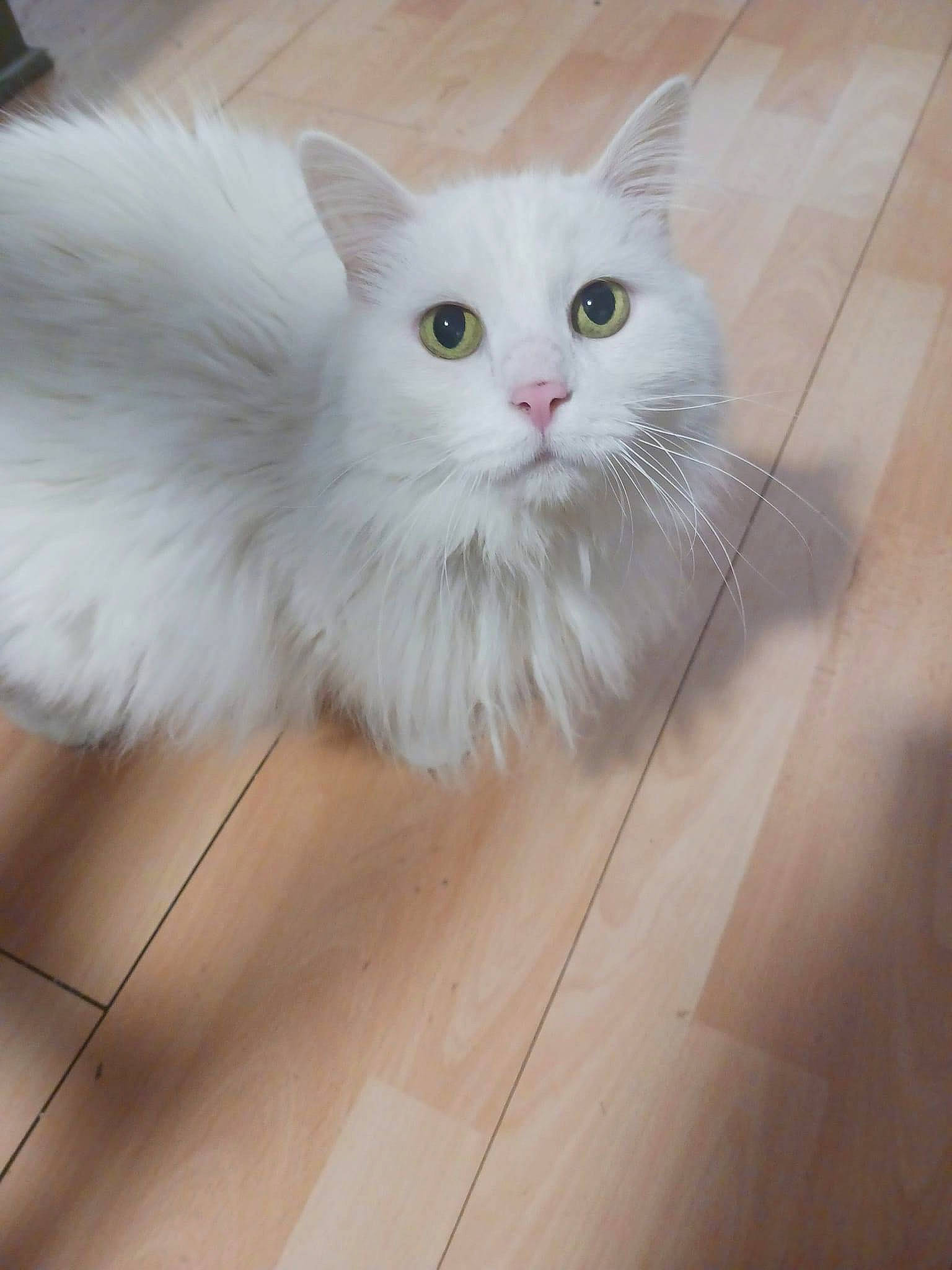 Bella joined the competition — help win amazing prizes! carnivore, cat, fawn, felidae, flooring, fur, hardwood, laminate_flooring, paw, plank, small_to_medium_sized_cats, snout, tail, tile_flooring, varnish, whiskers, wood, wood_flooring, wood_stain