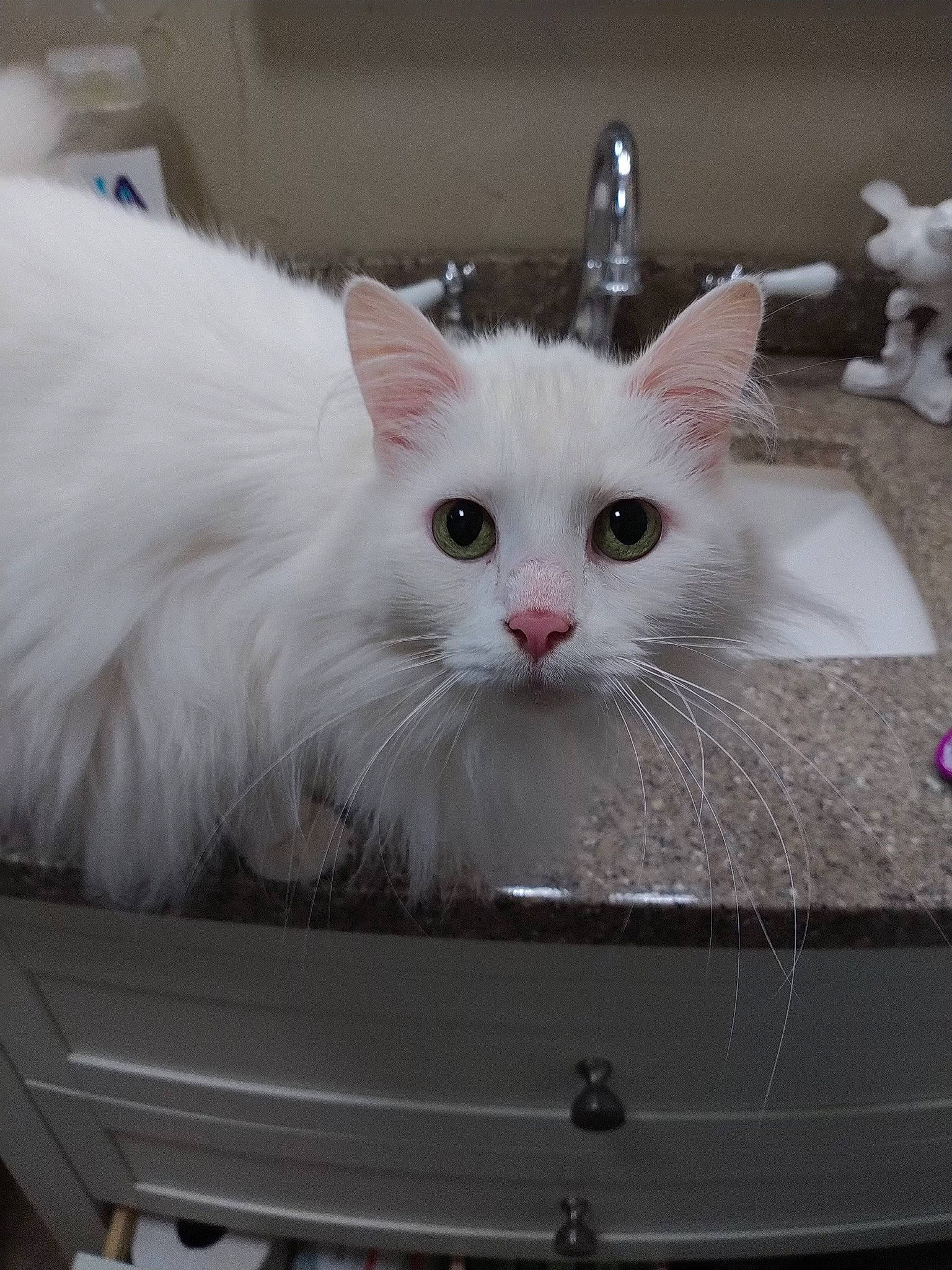 Bella is registered to the contest to win money with this photo: box, carnivore, cat, domestic_short_haired_cat, drawer, felidae, fur, packaging_and_labeling, packing_materials, paw, pet_supply, small_to_medium_sized_cats, snout, tail, whiskers