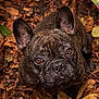 dog, french_bulldog, brindle, pet, animal, outdoor, leaves, autumn, brown_eyes, ears, close_up, portrait, cute, canine, fur, nature, looking_up, ground, adorable, mammal