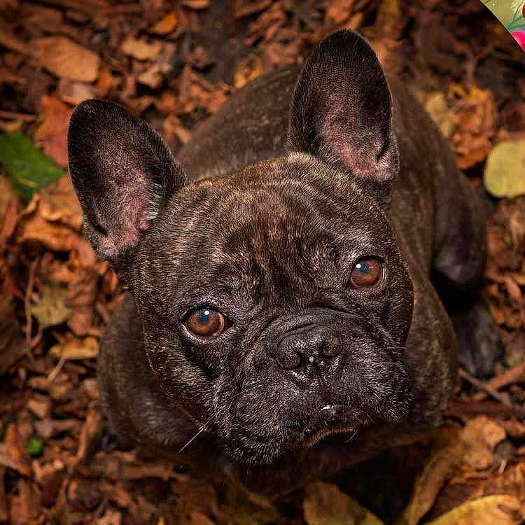 Alfie Shefford is registered to the contest to win money with this photo: adorable, animal, autumn, brindle, brown_eyes, canine, close_up, cute, dog, ears, french_bulldog, fur, ground, leaves, looking_up, mammal, nature, outdoor, pet, portrait