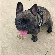 Alfie is registered to the contest to win money with this photo: bulldog, carnivoran, dog, dog_breed, dog_breed_group, dog_like_mammal, fawn, french_bulldog, mammal, non_sporting_group, snout, toy_bulldog, vertebrate