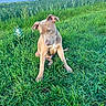 Snow a rejoint le concours — aidez-le/la à gagner de superbes lots ! puppy, dog, grass, outdoor, field, greenery, sky, clouds, young_dog, nature, pet, canine, sitting, ears, blue_eyes, fur, animal, summer, daytime, cute