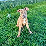 puppy, dog, grass, greenery, outdoor, nature, field, sky, clouds, animal, cute, pet, sitting, ears, young, brown, white_markings, daylight, landscape, peaceful