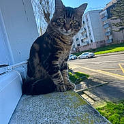 Frozen a rejoint le concours — aidez-le/la à gagner de superbes lots ! cat, tabby, sitting, window, ledg, moss, outdoor, daylight, urban, street, car, building, tree, greenery, curious, pet, animal, feline, sunny, portrait