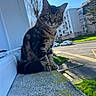 cat, tabby, sitting, window, ledg, moss, outdoor, daylight, urban, street, car, building, tree, greenery, curious, pet, animal, feline, sunny, portrait