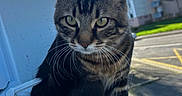 Frozen a rejoint le concours — aidez-le/la à gagner de superbes lots ! cat, tabby, whiskers, windowsill, outdoor, daylight, green_eyes, fur, animal, pet, building, sky, tree, curious, closeup, sunlight, nature, urban, window, portrait