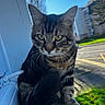 cat, tabby, whiskers, windowsill, outdoor, daylight, green_eyes, fur, animal, pet, building, sky, tree, curious, closeup, sunlight, nature, urban, window, portrait