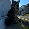 cat, tabby_cat, animal, pet, outdoor, building, window, sky, sunlight, green_eyes, residential_area, sidewalk, street, car, shadow, daytime, curious, feline, perched, nature