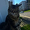 cat, tabby, animal, outdoor, ledgestone, fur, whiskers, ears, street, building, car, tree, sunlight, shadow, urban, sky, greenery, curious, pet, nature