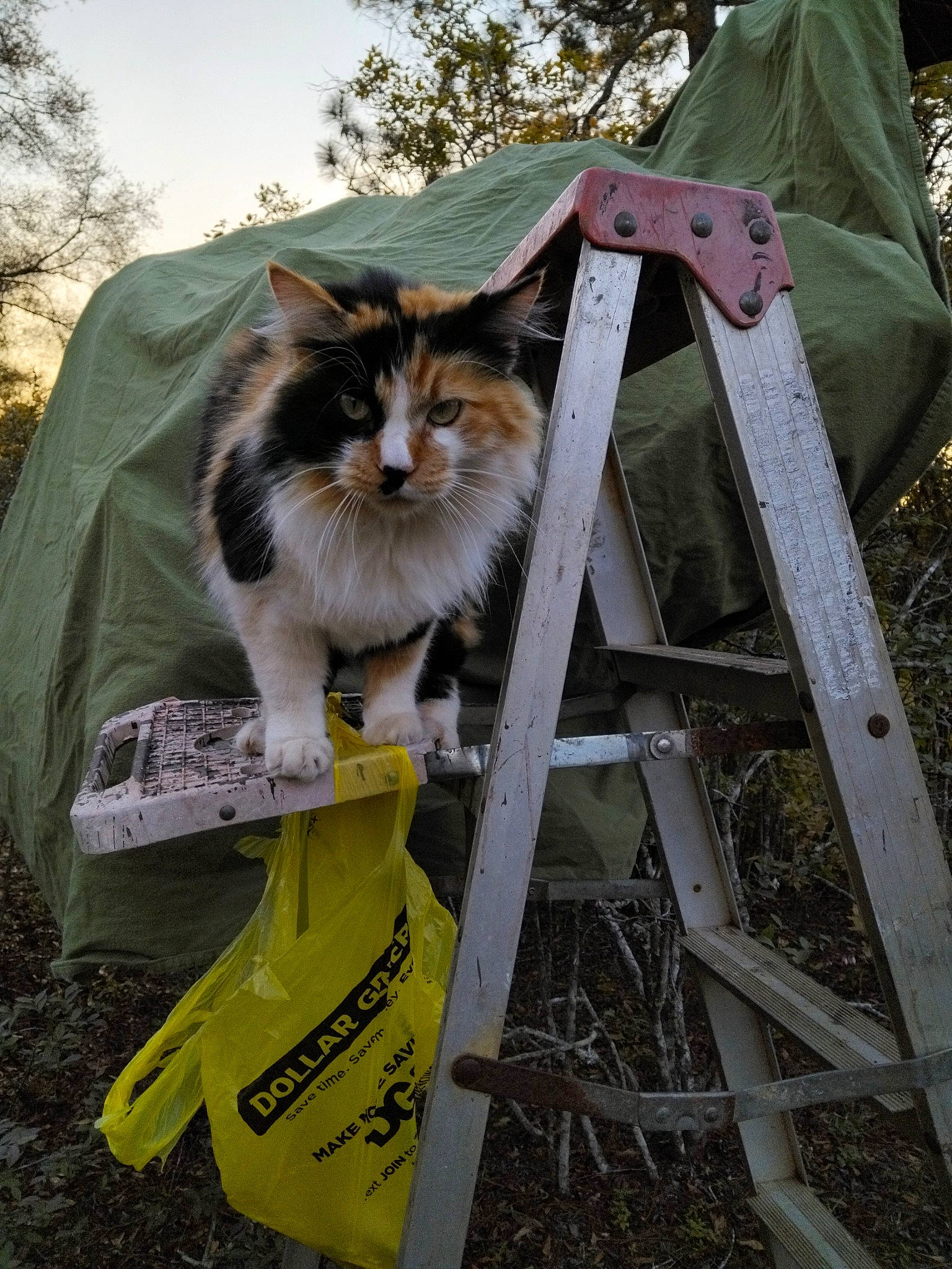 Spud joined the competition — help win amazing prizes! carnivore, cat, domestic_short_haired_cat, fawn, felidae, fur, grass, sky, small_to_medium_sized_cats, tail, tree, whiskers, wood