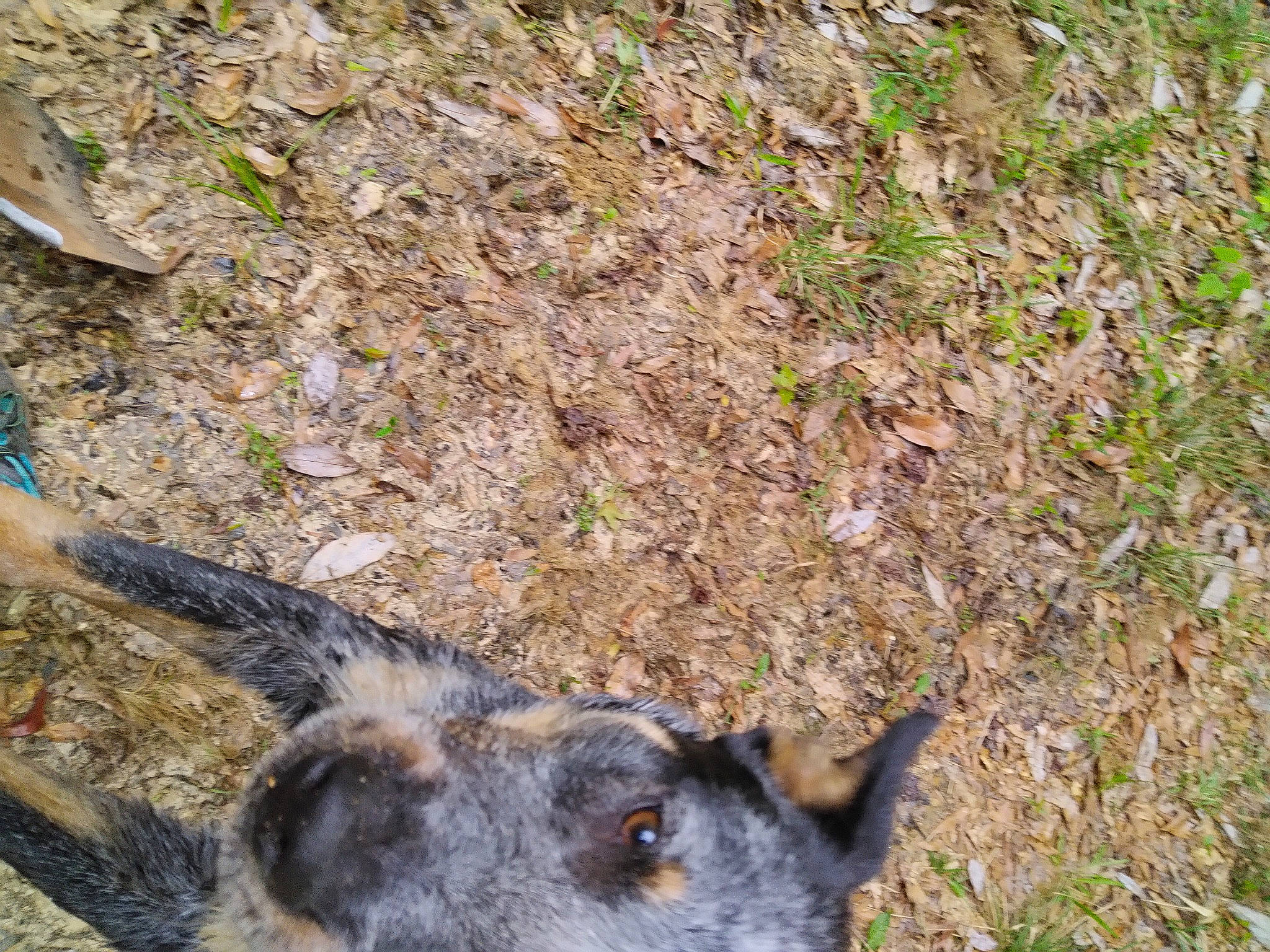 Fish is registered to the contest to win money with this photo: audubons_cottontail, fur, grass, groundcover, soil, terrestrial_animal, wallaby, whiskers, wildlife, working_animal