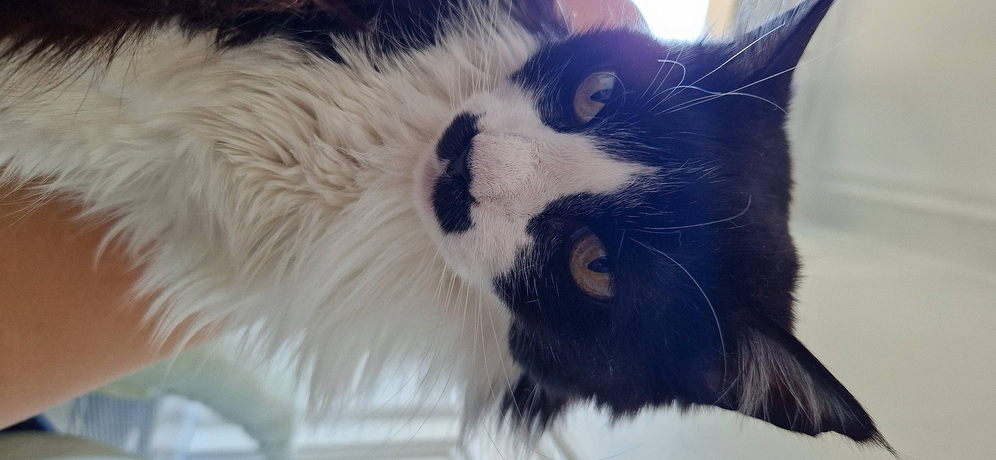 Moustache participe au concours pour gagner de l'argent avec cette photo : carnivore, cat, claw, comfort, domestic_short_haired_cat, electric_blue, felidae, fur, paw, small_to_medium_sized_cats, snout, street_light, tail, terrestrial_animal, whiskers