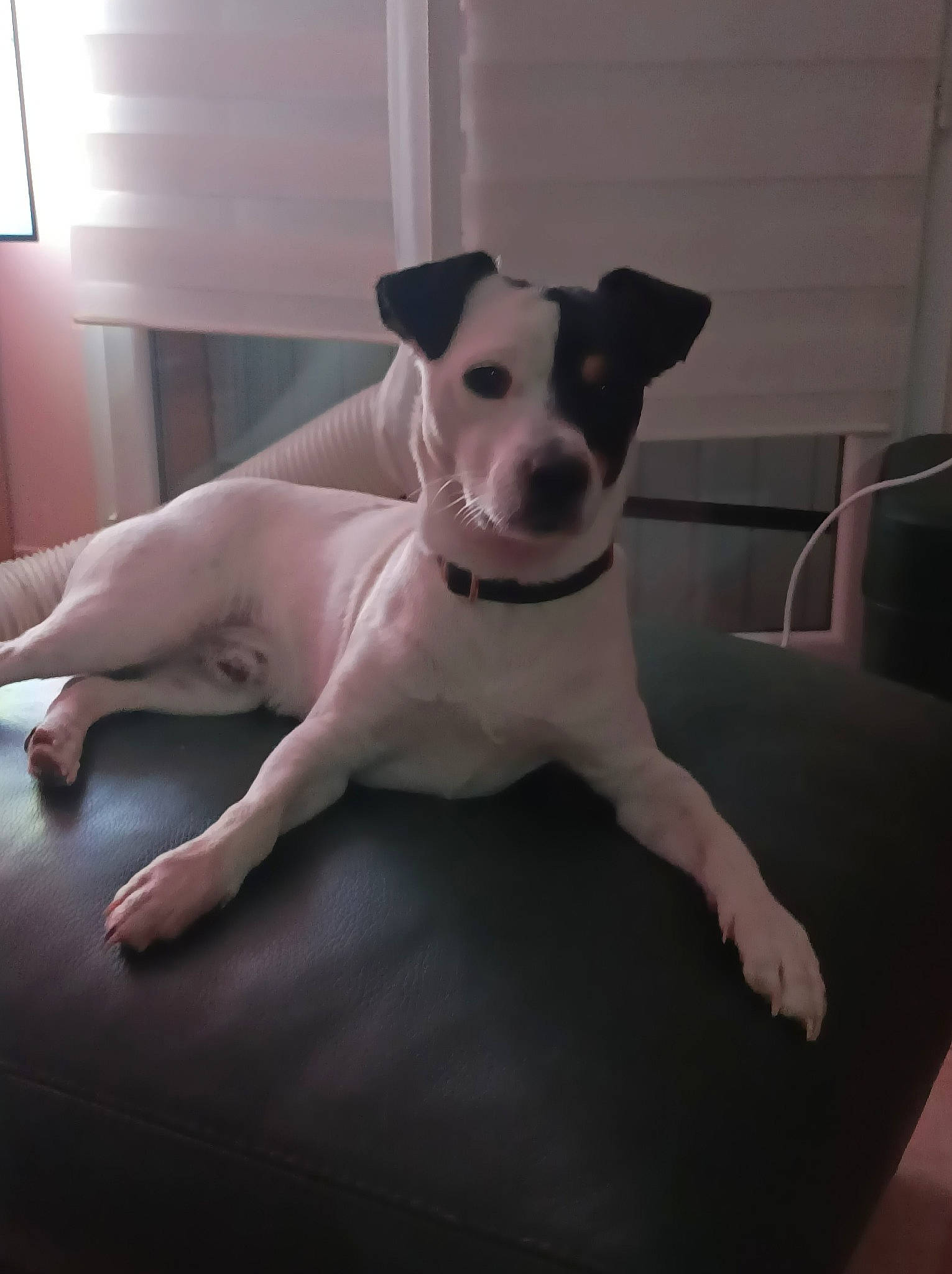 Speedy participe au concours pour gagner de l'argent avec cette photo : canidae, carnivore, collar, comfort, companion_dog, couch, dog, dog_breed, dog_collar, fawn, flooring, paw, pet_supply, snout, sporting_group, tail, terrier, toy_dog, whiskers, working_animal