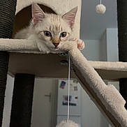 Bueno participe au concours pour gagner de l'argent avec cette photo : kitten, cat, pet, animal, cream_fur, blue_eyes, face, whiskers, ears, paws, cat_tree, scratching_post, indoor, home, playful, curious, portrait, soft_fur, hanging_toy, furniture