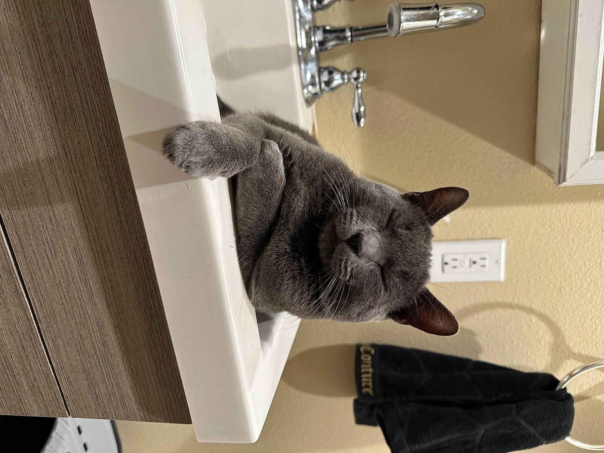 Coal is registered to the contest to win money with this photo: art, carnivore, cat, chair, domestic_short_haired_cat, felidae, flooring, fur, grey, metal, room, shelf, shelving, small_to_medium_sized_cats, snout, stuffed_toy, tail, whiskers, window