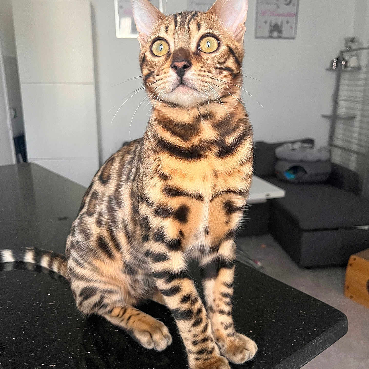 Yoshi participe au concours pour gagner de l'argent avec cette photo : abyssinian, animal, architecture, building, cat, desk, doctor, egyptiancat, furniture, indoors, kitten, manx, ocelot, person, pet, photoframe, plywood, table, wall, wood