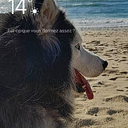 Vodka participe au concours pour gagner de l'argent avec cette photo : dog, husky, beach, sand, ocean, sky, clouds, tongue_out, side_view, outdoor, pet, fur, nature, sunny, animal, portrait, water, relaxing, daytime, canine