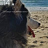 dog, husky, beach, sand, ocean, sky, clouds, tongue_out, side_view, outdoor, pet, fur, nature, sunny, animal, portrait, water, relaxing, daytime, canine