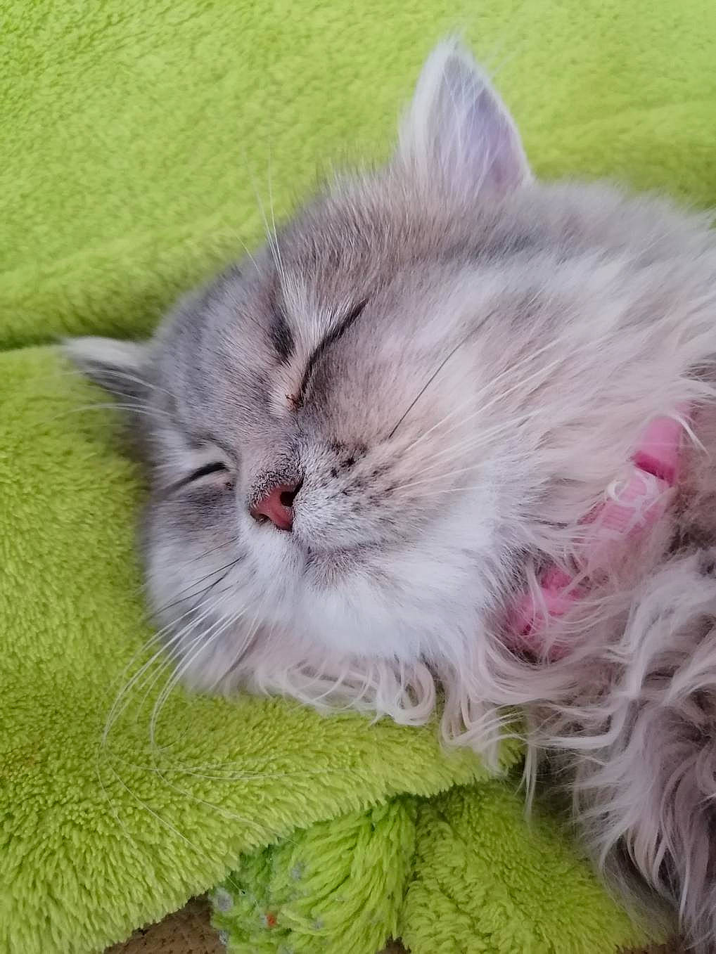 Ramses a rejoint le concours — aidez-le/la à gagner de superbes lots ! british_longhair, carnivore, cat, fawn, felidae, flowering_plant, fruit, fur, grass, natural_foods, plant, small_to_medium_sized_cats, snout, tail, terrestrial_animal, vegetable, whiskers