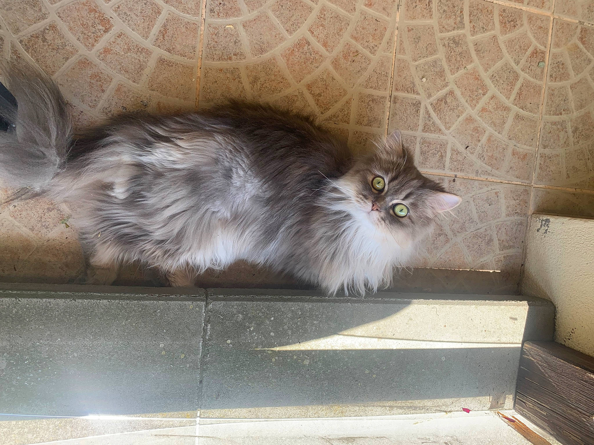 Ramses a rejoint le concours — aidez-le/la à gagner de superbes lots ! british_longhair, carnivore, cat, claw, comfort, fawn, felidae, flooring, fur, grey, hardwood, paw, ragdoll, road_surface, small_to_medium_sized_cats, snout, tail, terrestrial_animal, whiskers